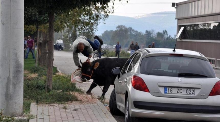 Ka&ccedil;an boğa 3 kişiyi yaraladı