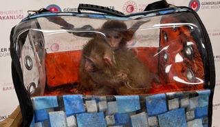 Sınırda dev operasyon: S&uuml;l&uuml;kten maymuna y&uuml;zlerce t&uuml;r, 85 bin canlı hayvan!