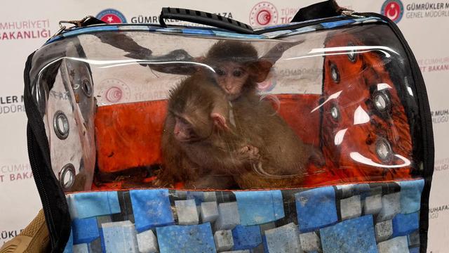 Sınırda dev operasyon: S&uuml;l&uuml;kten maymuna y&uuml;zlerce t&uuml;r, 85 bin canlı hayvan!