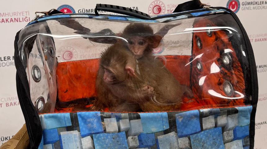Sınırda dev operasyon: S&uuml;l&uuml;kten maymuna y&uuml;zlerce t&uuml;r, 85 bin canlı hayvan!