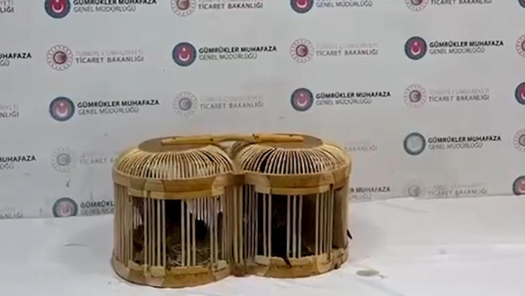 Sınırda dev operasyon: S&uuml;l&uuml;kten maymuna y&uuml;zlerce t&uuml;r, 85 bin canlı hayvan! 2