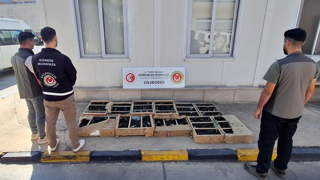 Sınırda dev operasyon: S&uuml;l&uuml;kten maymuna y&uuml;zlerce t&uuml;r, 85 bin canlı hayvan! 5