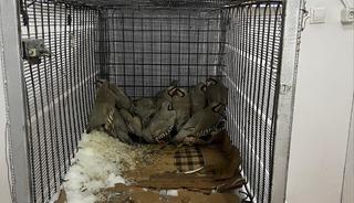 Van'da bah&ccedil;esinde 14 kınalı keklik yakalanan kişiye 75 bin 303 lira ceza 