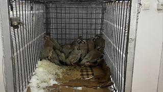 Van'da bahçesinde 14 kınalı keklik yakalanan kişiye 75 bin 303 lira ceza 