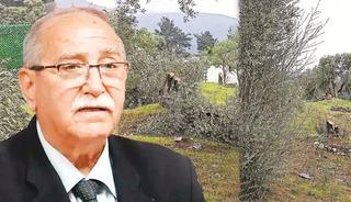Zeytin ağa&ccedil;larıyla g&uuml;ndem olmuştu! CHP'den istifa etti