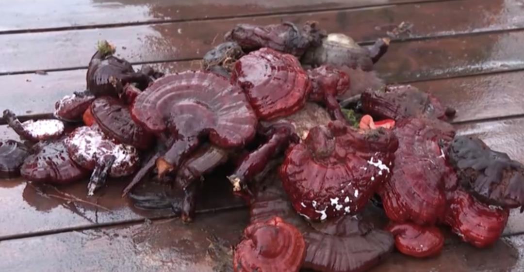 Sosyal medyada şifalı mantar tuzağı: Kalbe iyi geliyor diye binlerce dolarlık vurgun! 3