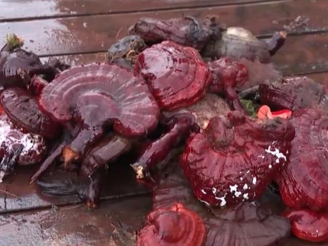 Sosyal medyada 'şifalı mantar' tuzağı: Kalbe iyi geliyor diye binlerce dolarlık vurgun!