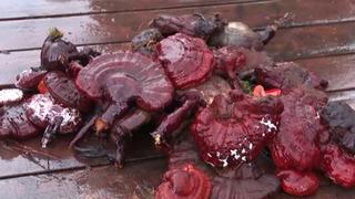 Sosyal medyada 'şifalı mantar' tuzağı: Kalbe iyi geliyor diye binlerce dolarlık vurgun!