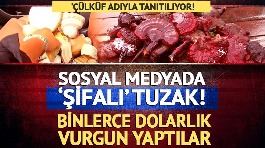 Sosyal medyada 'şifalı mantar' tuzağı: Binlerce dolarlık vurgun!