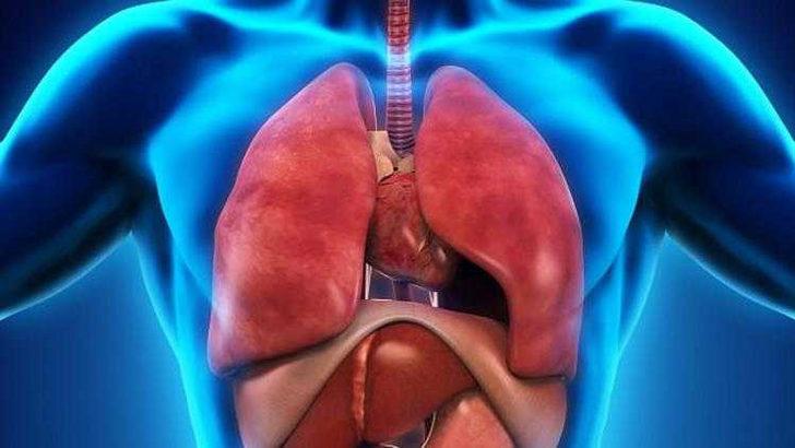 İnsan vücudunda yeni bir organ keşfedildi: İnterstitiyum  G3