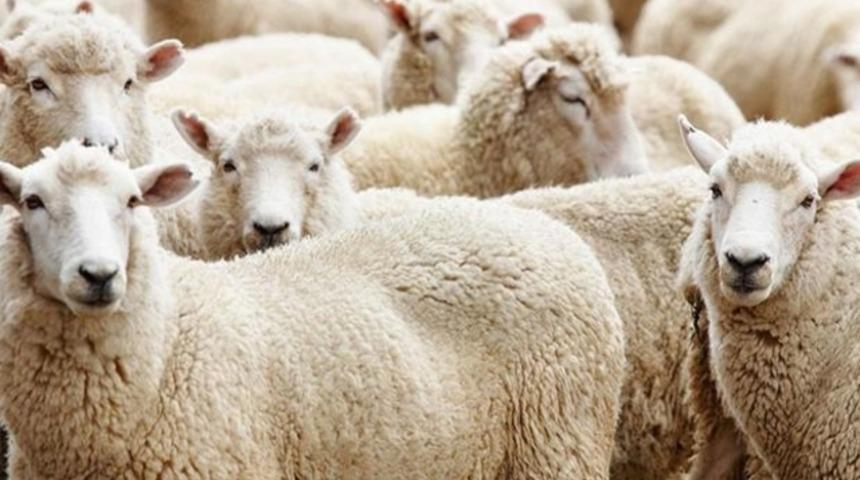 Kesimden önce son kaçış