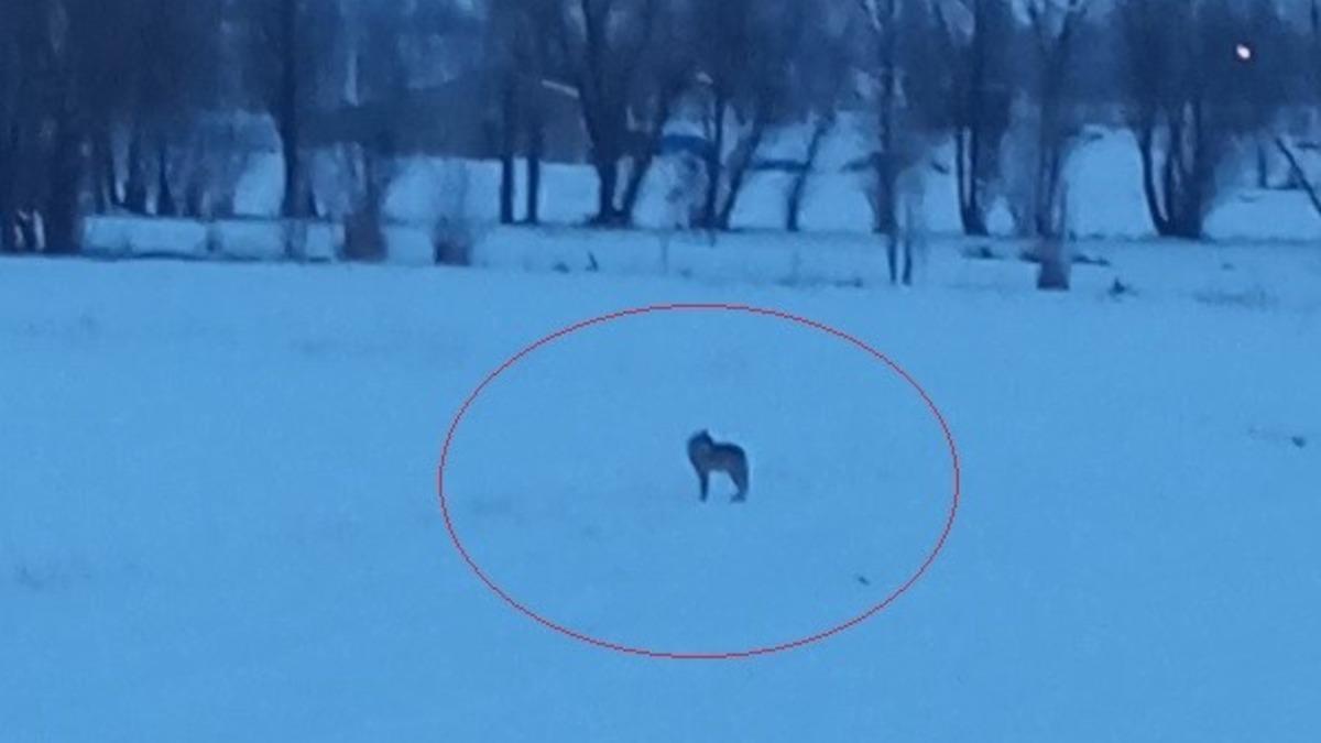 Bayburt'un Arpalı beldesinde 3 kurt görüldü - Gündem Haberleri