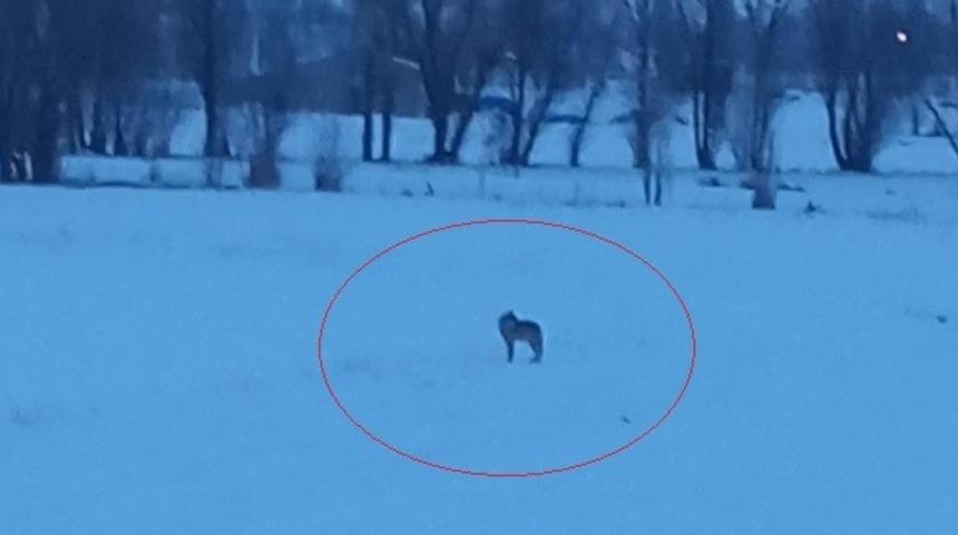 Bayburt'un Arpalı beldesinde 3 kurt g&ouml;r&uuml;ld&uuml;
