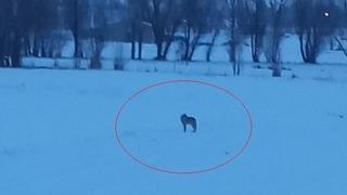 Bayburt'un Arpalı beldesinde 3 kurt görüldü