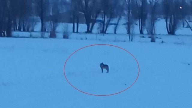 Bayburt'un Arpalı beldesinde 3 kurt görüldü
