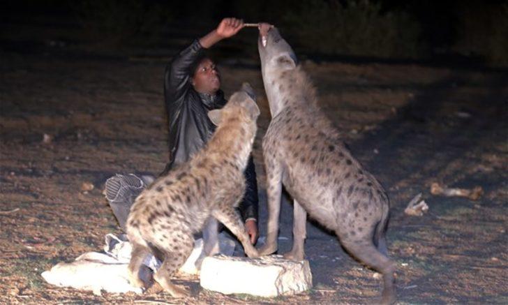 Sırtlanları elleriyle besliyor  G1