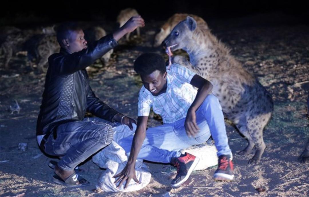 Sırtlanları elleriyle besliyor 