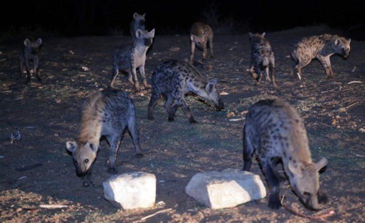 Sırtlanları elleriyle besliyor  G5