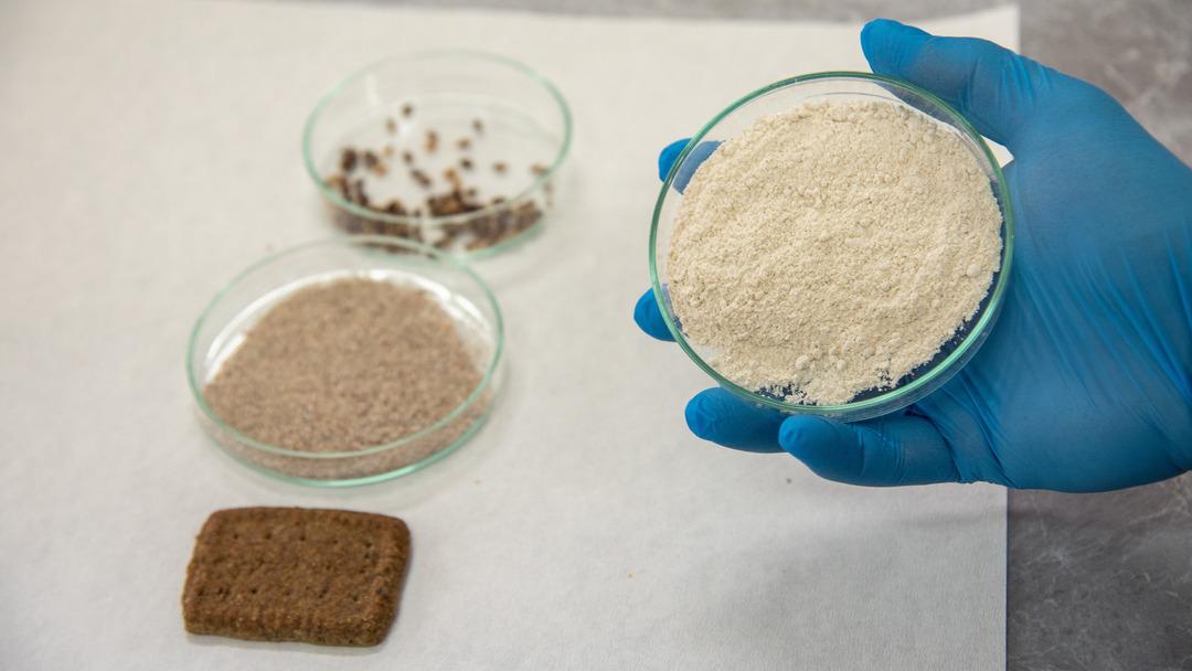 T&uuml;rkiyede ilk: Kansere ve diyabete karşı renkli buğdaylardan bisk&uuml;vi &uuml;retildi 3