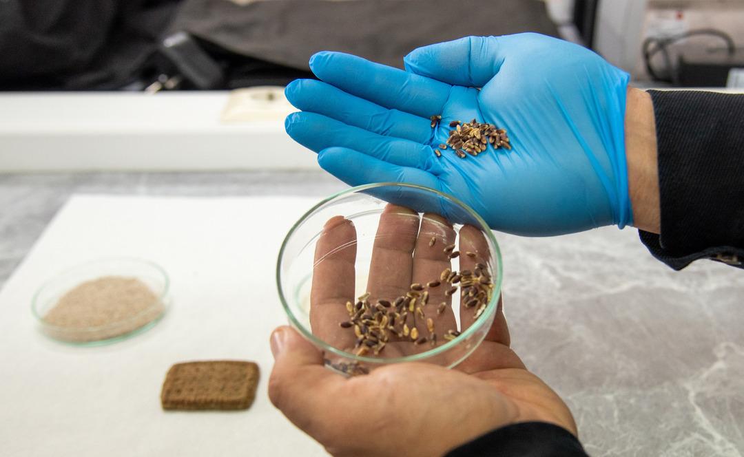 T&uuml;rkiyede ilk: Kansere ve diyabete karşı renkli buğdaylardan bisk&uuml;vi &uuml;retildi 2