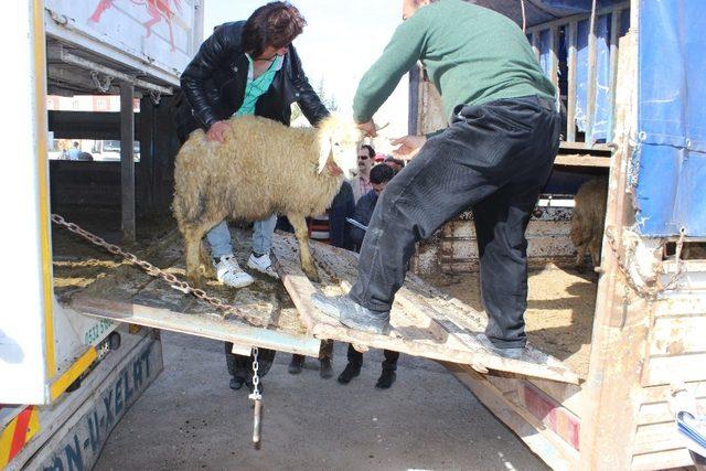 Karaman’da genç çiftçiler, koyunlarını teslim aldı