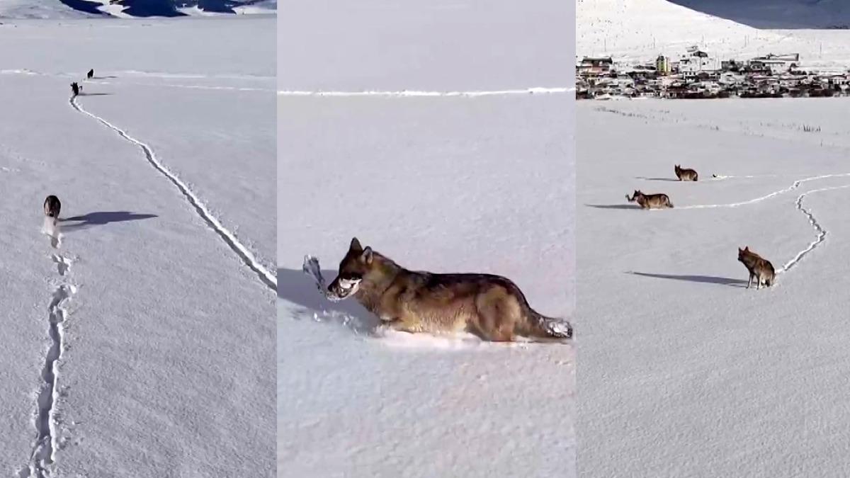 Kurtlar karlı arazide böyle görüntülendi
