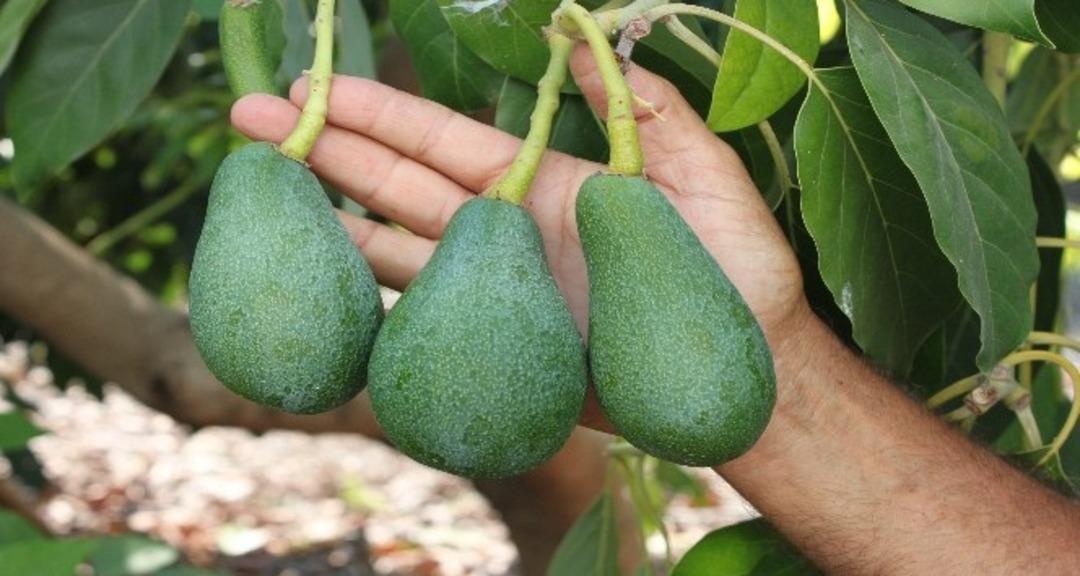 Avokado masum değil mi? Süper besin tartışması gündem oldu 4