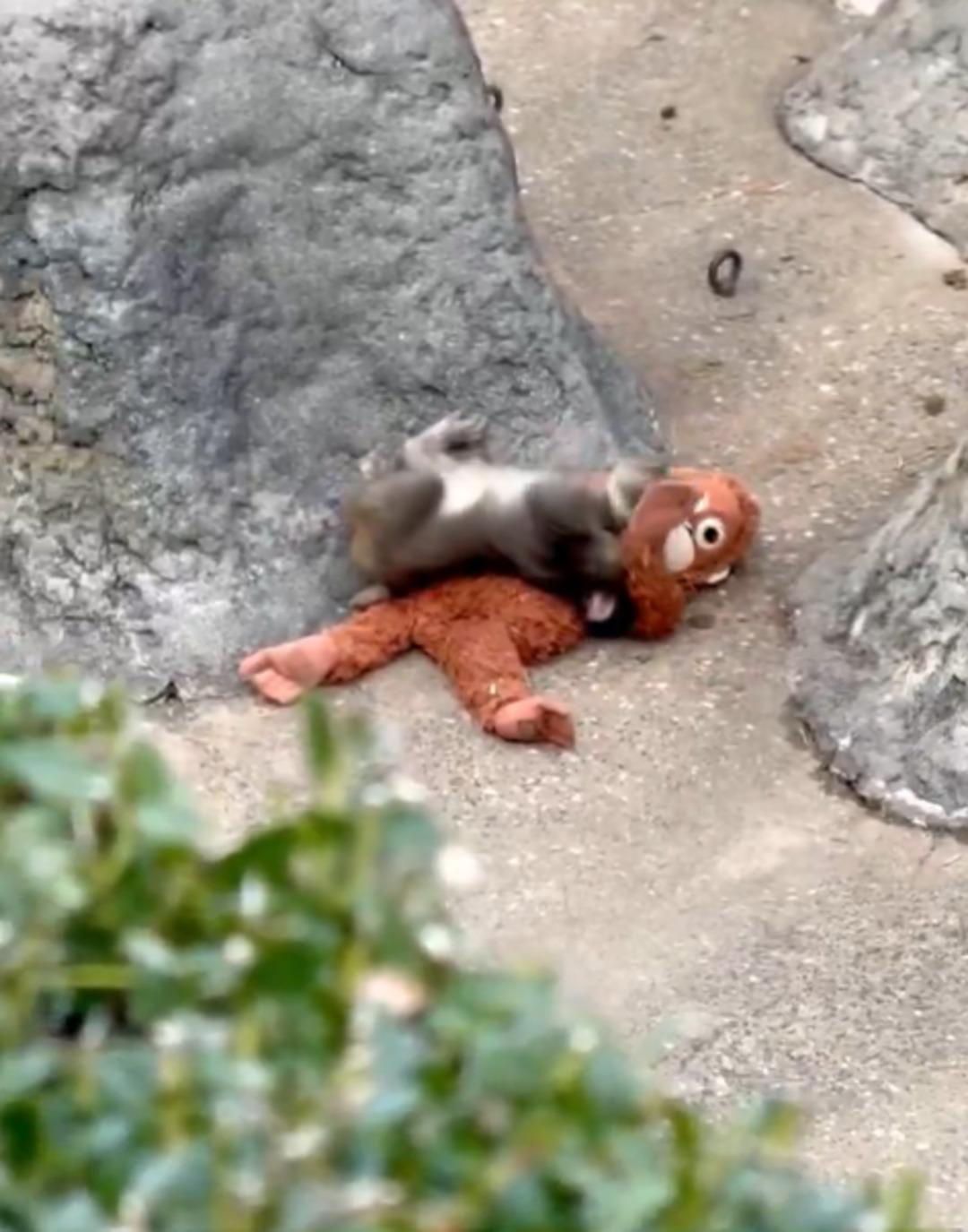 Annesi terk eden maymunun oyuncakla uyuduğu anlar sosyal medyada g&uuml;ndem oldu 1