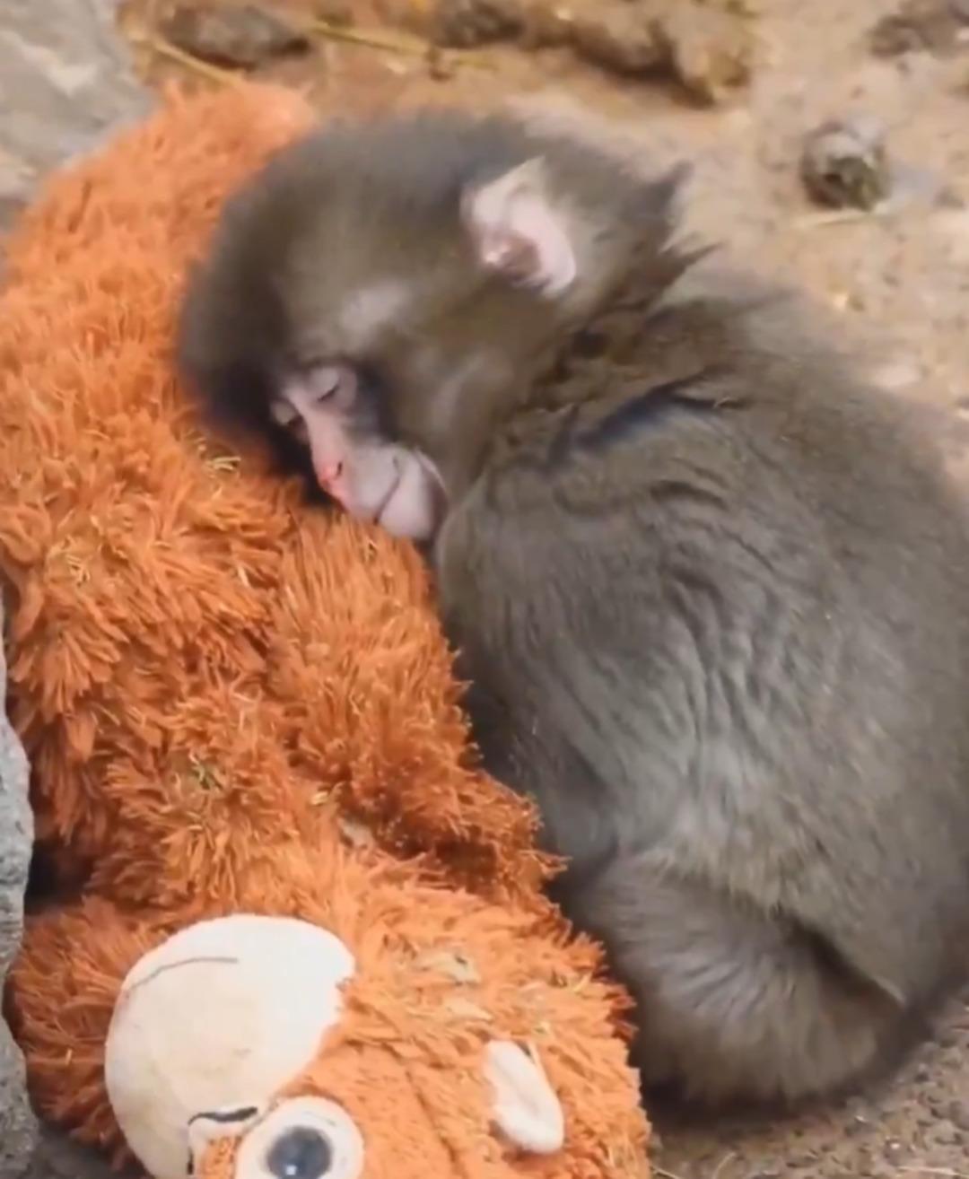 Annesi terk eden maymunun oyuncakla uyuduğu anlar sosyal medyada g&uuml;ndem oldu 2