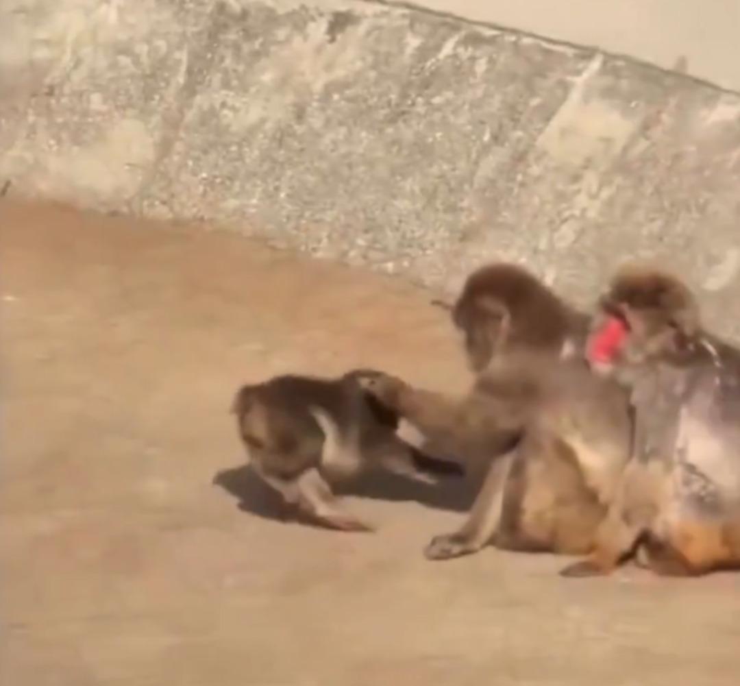 Annesi terk eden maymunun oyuncakla uyuduğu anlar sosyal medyada g&uuml;ndem oldu 3