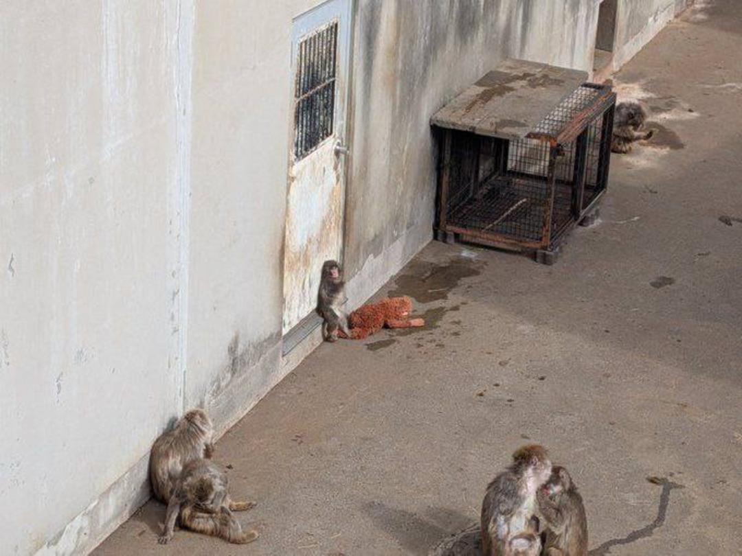 Annesi terk eden maymunun oyuncakla uyuduğu anlar sosyal medyada g&uuml;ndem oldu 4