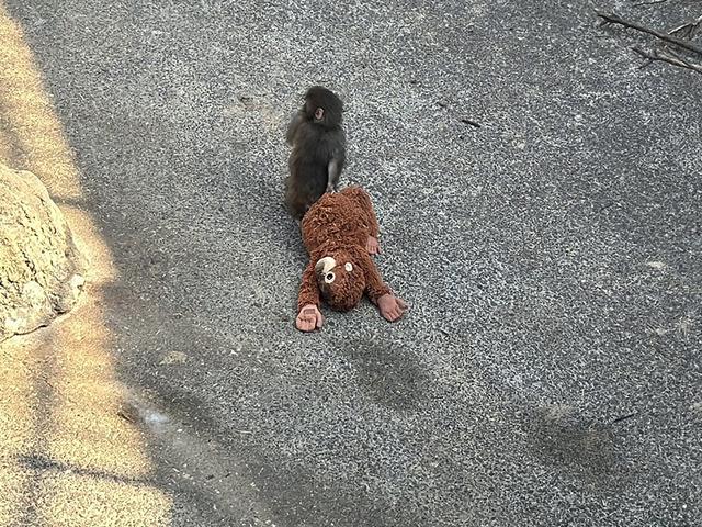 Sosyal medyayı ağlattı! Terk edilince bakın ne yaptı