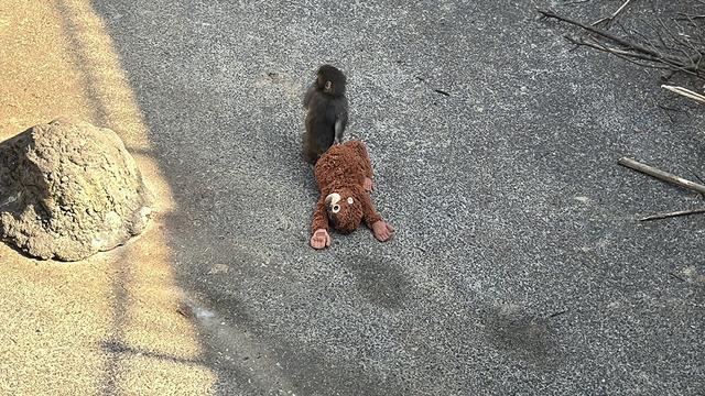 Annesi terk eden maymunun oyuncakla uyuduğu anlar sosyal medyada gündem oldu