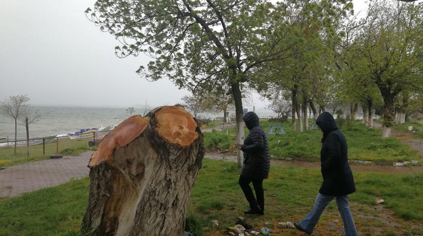 İznik'te yarım asırlık ağa&ccedil;lar, polen yaydığı gerek&ccedil;esiyle kesildi