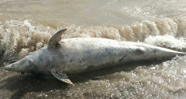 Ayvacık sahiline &ouml;l&uuml; yunus balığı vurdu 2