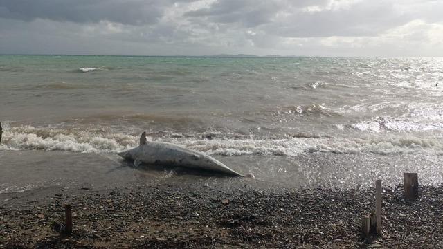 Ayvacık sahiline &ouml;l&uuml; yunus balığı vurdu 1