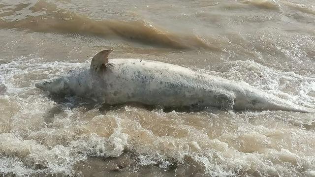 Ayvacık sahiline ölü yunus balığı vurdu