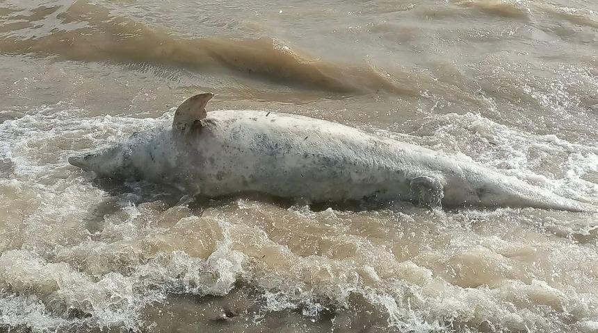 Ayvacık sahiline &ouml;l&uuml; yunus balığı vurdu