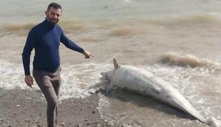 Ayvacık sahiline vurmuş! Y&uuml;r&uuml;y&uuml;ş yaparken buldular