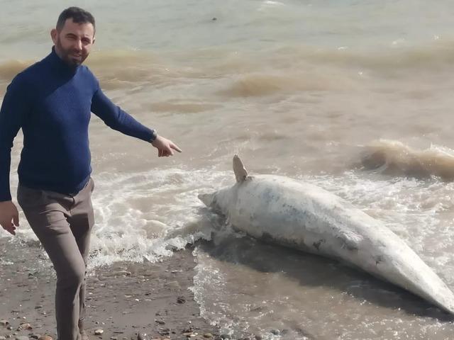 Ayvacık sahiline vurmuş! Y&uuml;r&uuml;y&uuml;ş yaparken buldular