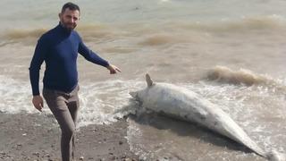 Ayvacık sahiline vurmuş! Yürüyüş yaparken buldular