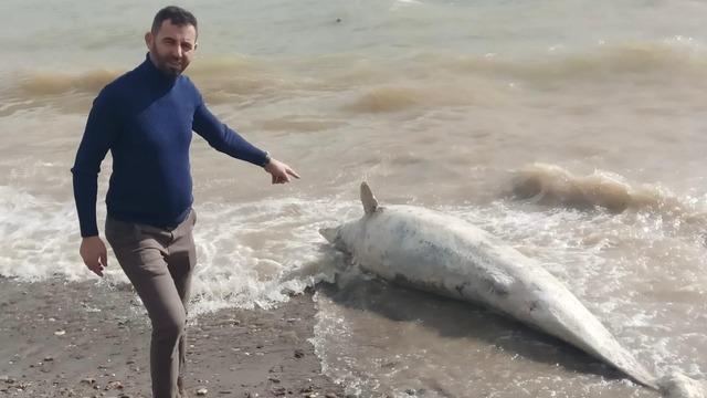 Ayvacık sahiline vurmuş! Yürüyüş yaparken buldular