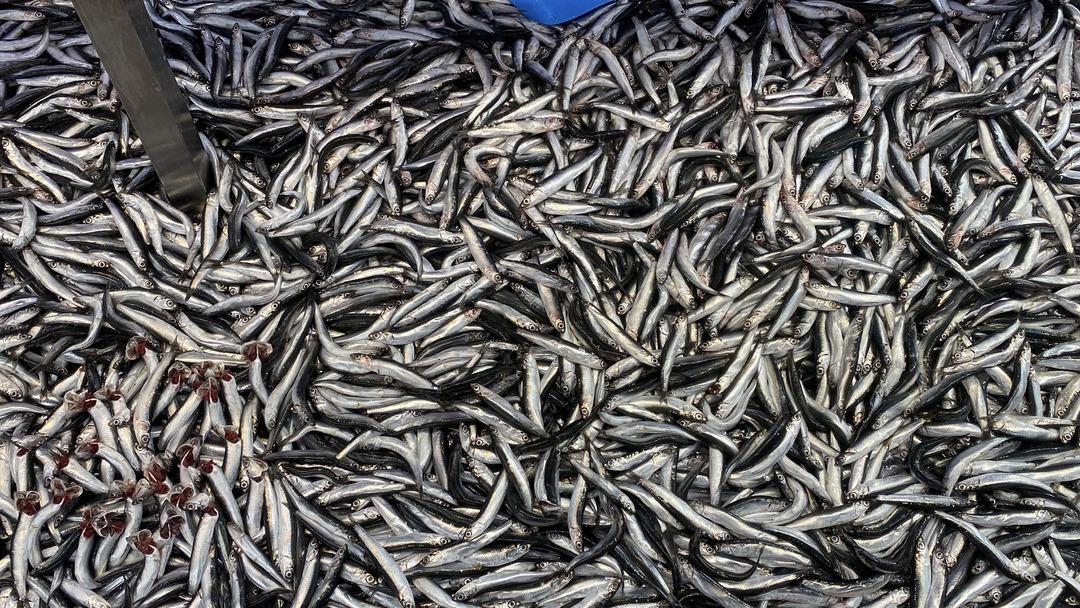 Kilosu 200 TL, vatandaş sıraya girdi! Hi&ccedil;biri onun kadar satılmıyor 1