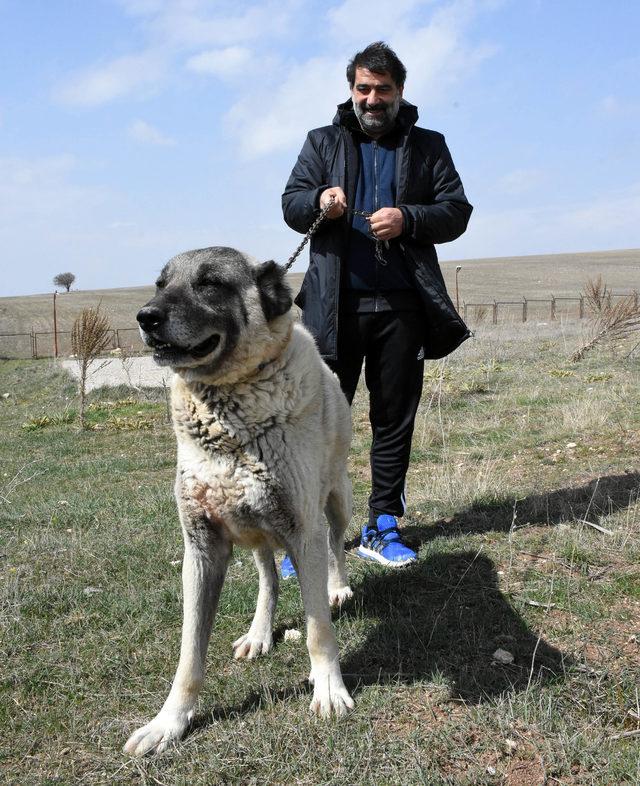 Ünal Karaman'ın 'Kangal köpeği' sevgisi