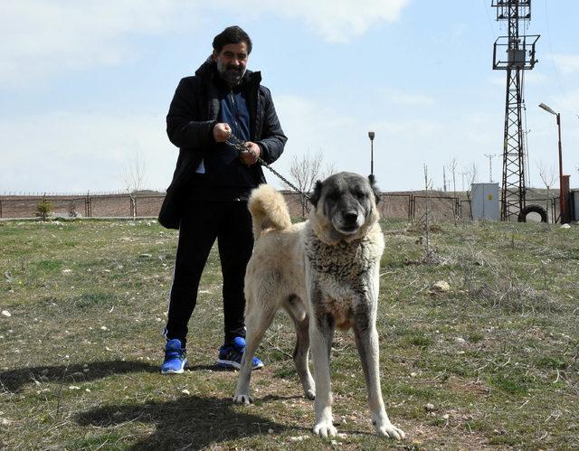 Ünal Karaman'ın 'Kangal köpeği' sevgisi