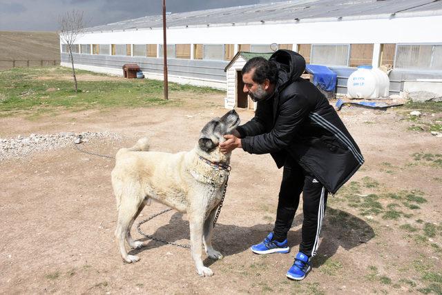 Ünal Karaman'ın 'Kangal köpeği' sevgisi