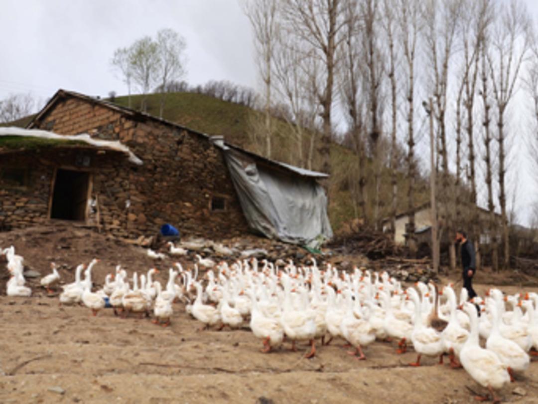 Evini satarak kaz &ccedil;iftliği kurdu