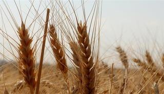 TMO, ekmeklik ve makarnalık buğdayı T&Uuml;RİB'den g&uuml;nl&uuml;k satışa a&ccedil;tı