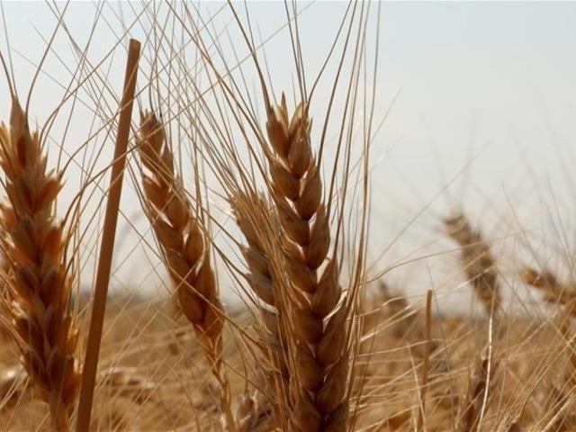 TMO, ekmeklik ve makarnalık buğdayı T&Uuml;RİB'den g&uuml;nl&uuml;k satışa a&ccedil;tı