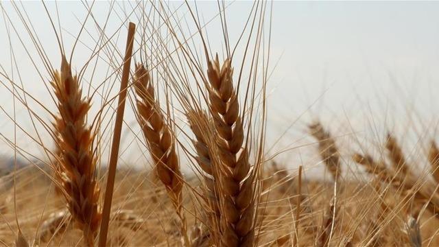 TMO, ekmeklik ve makarnalık buğdayı TÜRİB'den günlük satışa açtı